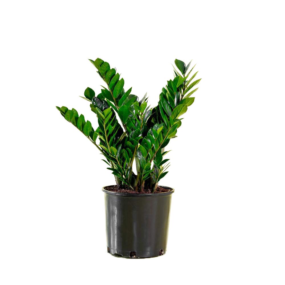 ZZ Zanzibar Gem Live Plant in 6