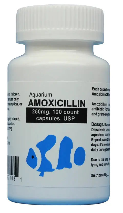 Buy Aqua Mox Amoxicillin 250mg (100 Count) - 1 Pack | Antibiotic for Bacterial Infections | Perfect for Travel & Emergency Kits