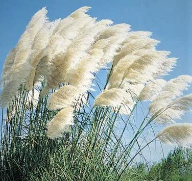 Premium White Feather Pampas Grass Starter Plant - Ornamental Flowering Grass for Home Decor, Wedding Centerpieces & Landscaping