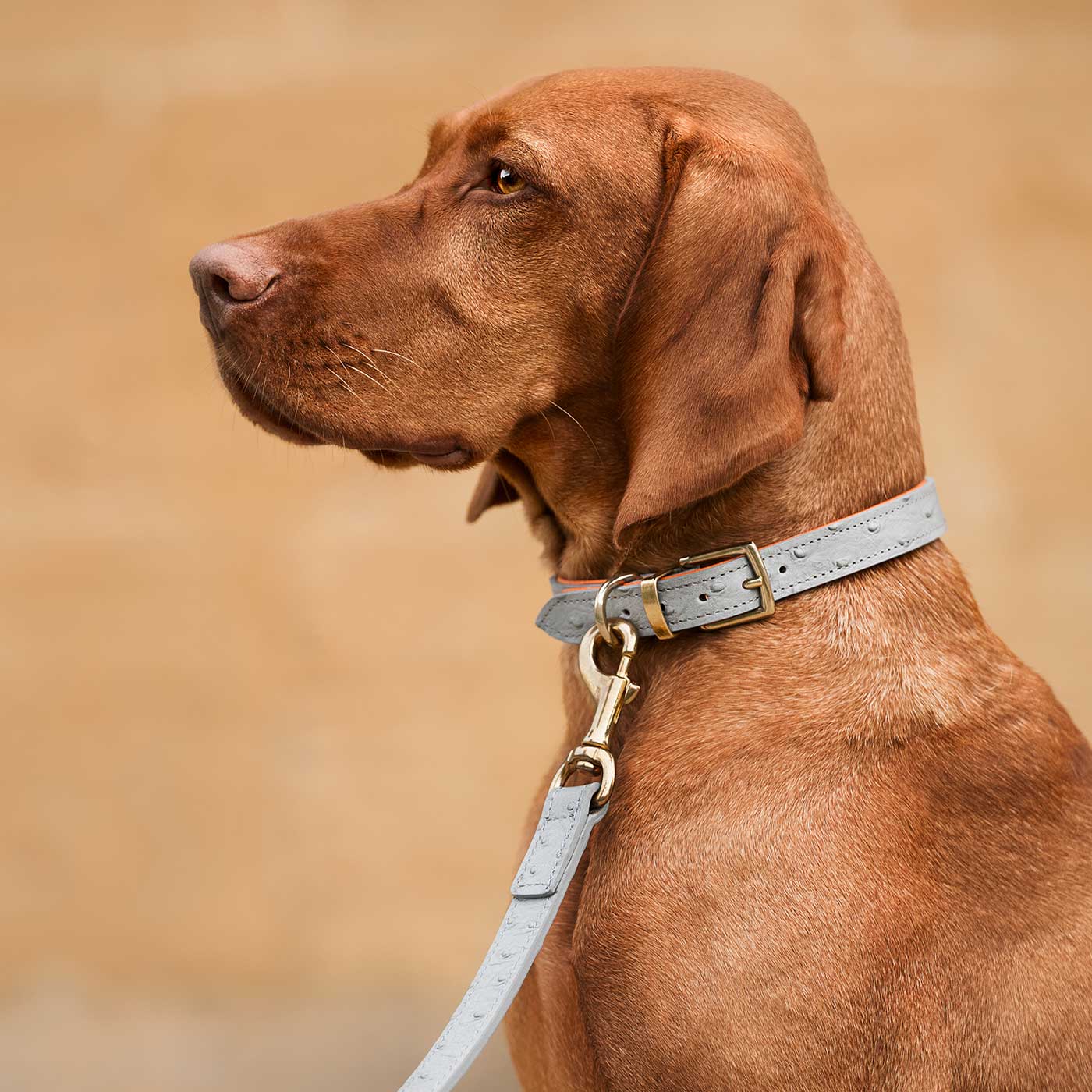 Premium Ostrich Leather Dog Leash - Grey & Orange - Durable & Stylish for Large Dogs - Perfect for Walks, Training & Outdoor Adventures - by Lords & Labradors