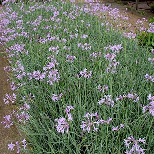 50 Live Society Garlic Plants (Tulbaghia Violacea) - Fragrant Butterfly-Attracting Flowers for Gardens, Borders & Landscaping