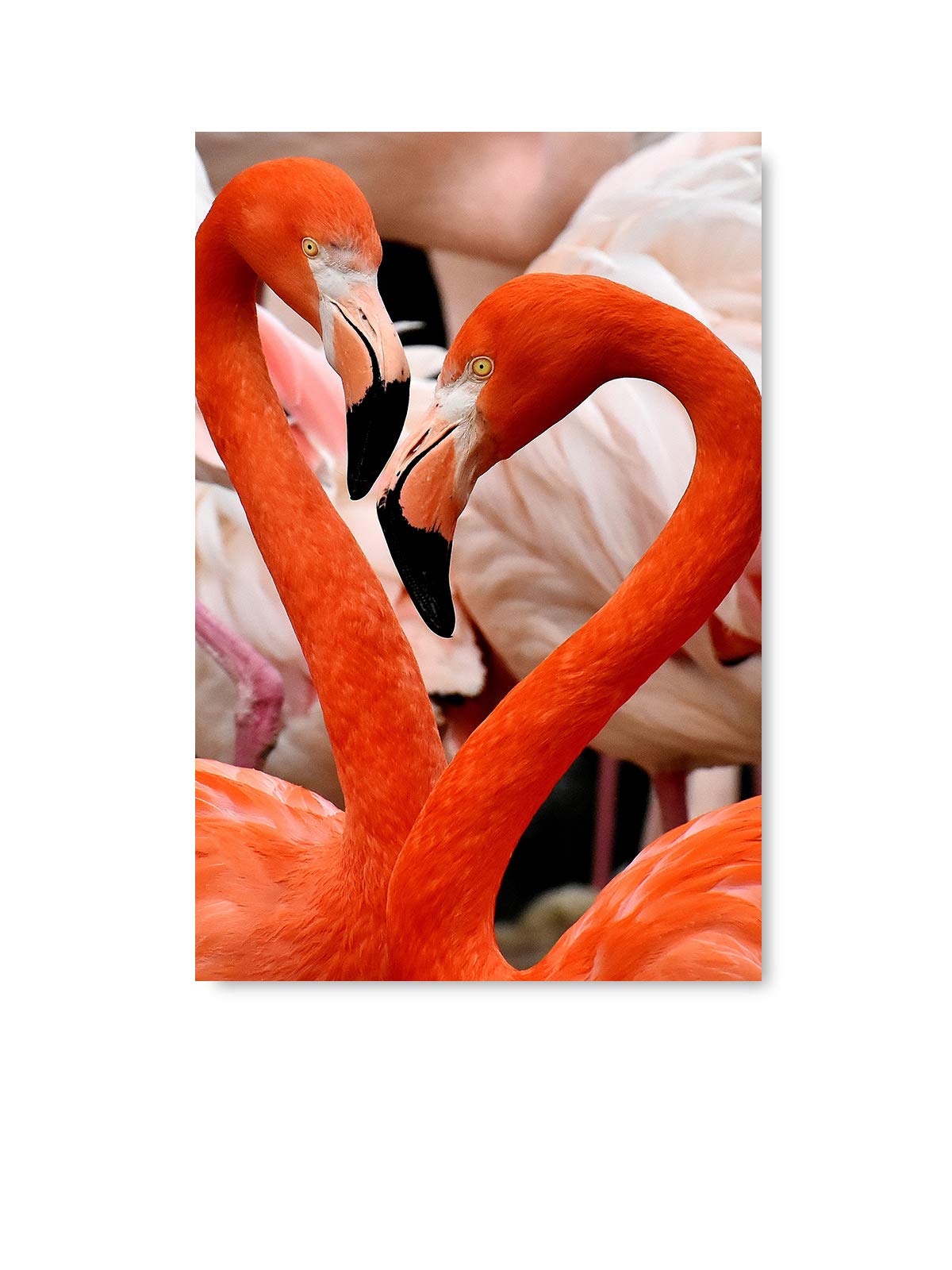 Flamingo Couple Wall Art - Pink Love Decor for Bedroom & Living Room - 8x12 Inch Cute Flamingo Picture - Perfect for Home Decor, Gifts & Tropical Theme Rooms
