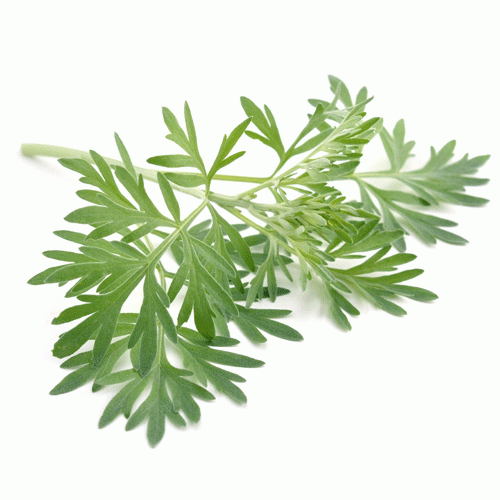 Wormwood Natural USA | Premium Organic Wormwood Herbs for Tea, Aromatherapy & Wellness | Perfect for Relaxation & Digestive Health