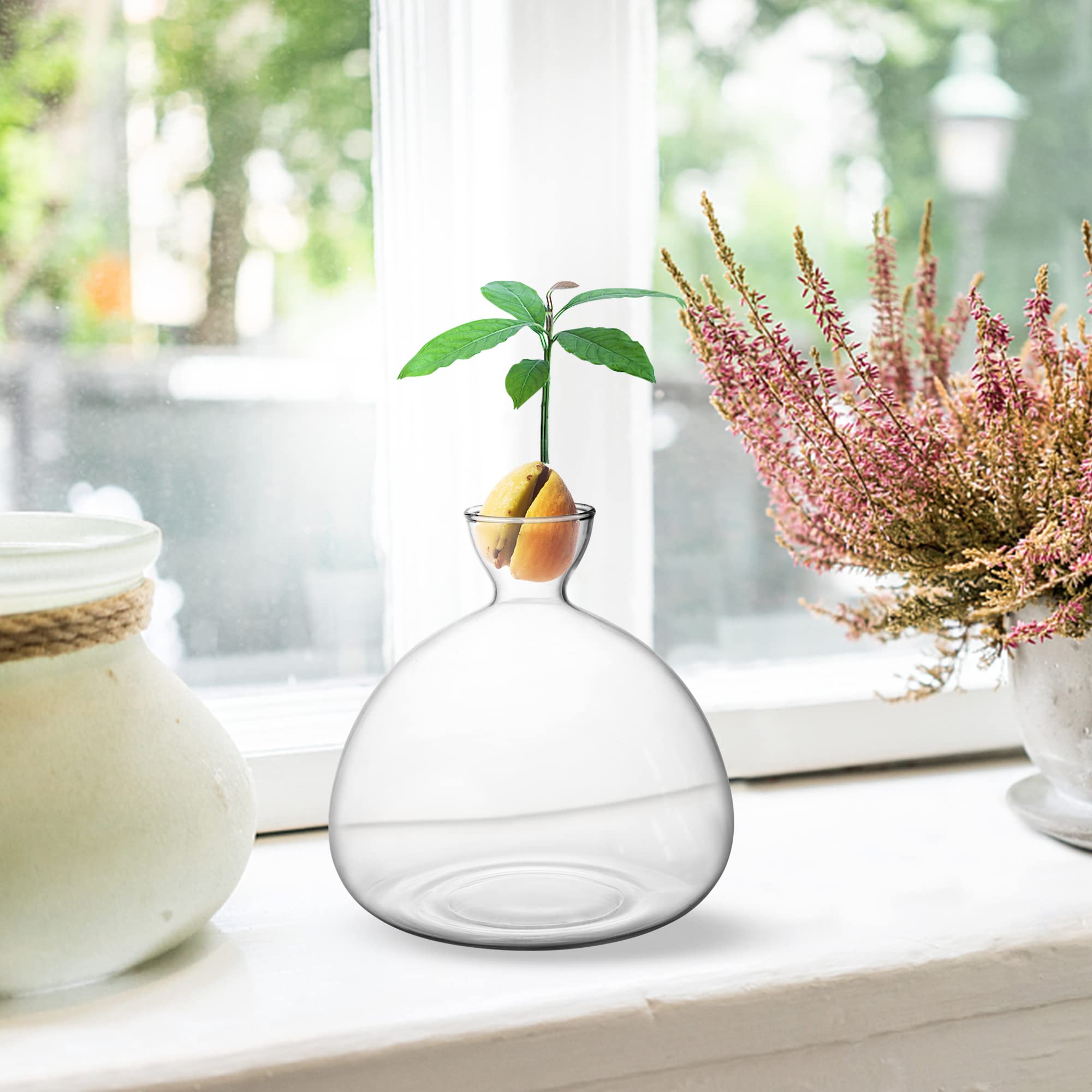 Avocado Tree Growing Kit - Glass Seed Starter Vase with Avocado Stickers | Indoor Gardening Gift Set for Home, Office & Kitchen Decor | Perfect for Plant Lovers & Sustainable Living