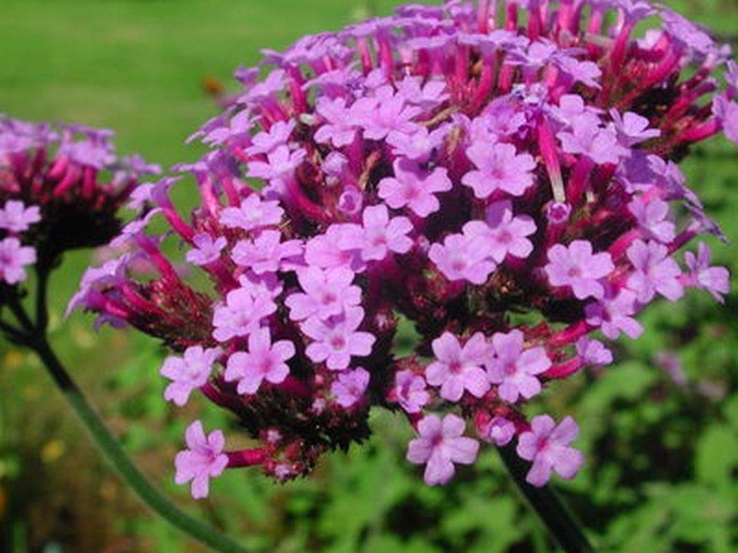 100 Deep Lilac Flower Seeds - Showy Clusters for Garden Borders, Landscaping & Floral Arrangements
