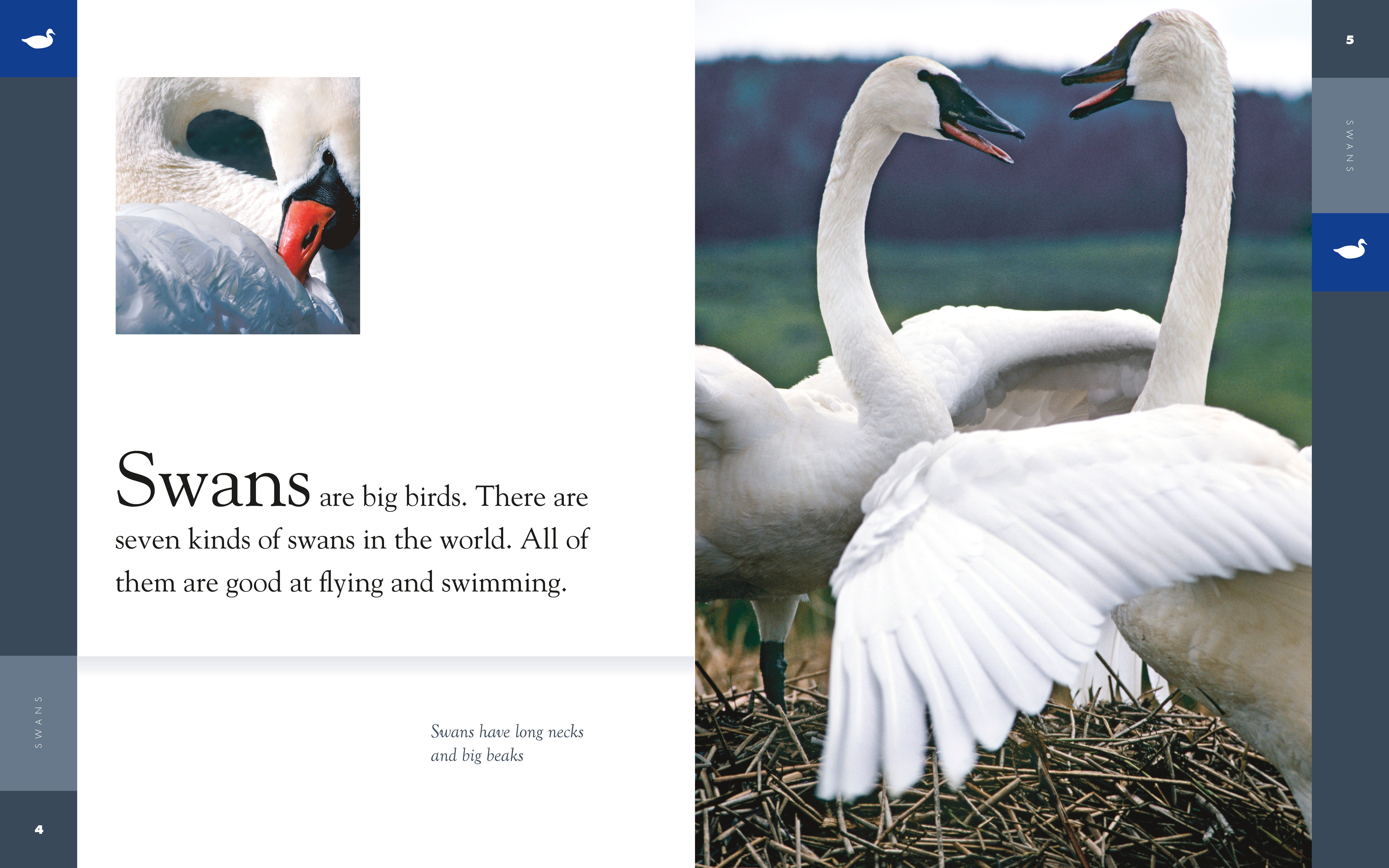 Amazing Animals (2014): Swans - Beautiful Water Birds for Nature Lovers | Perfect for Bird Watching, Wildlife Photography & Nature Documentaries