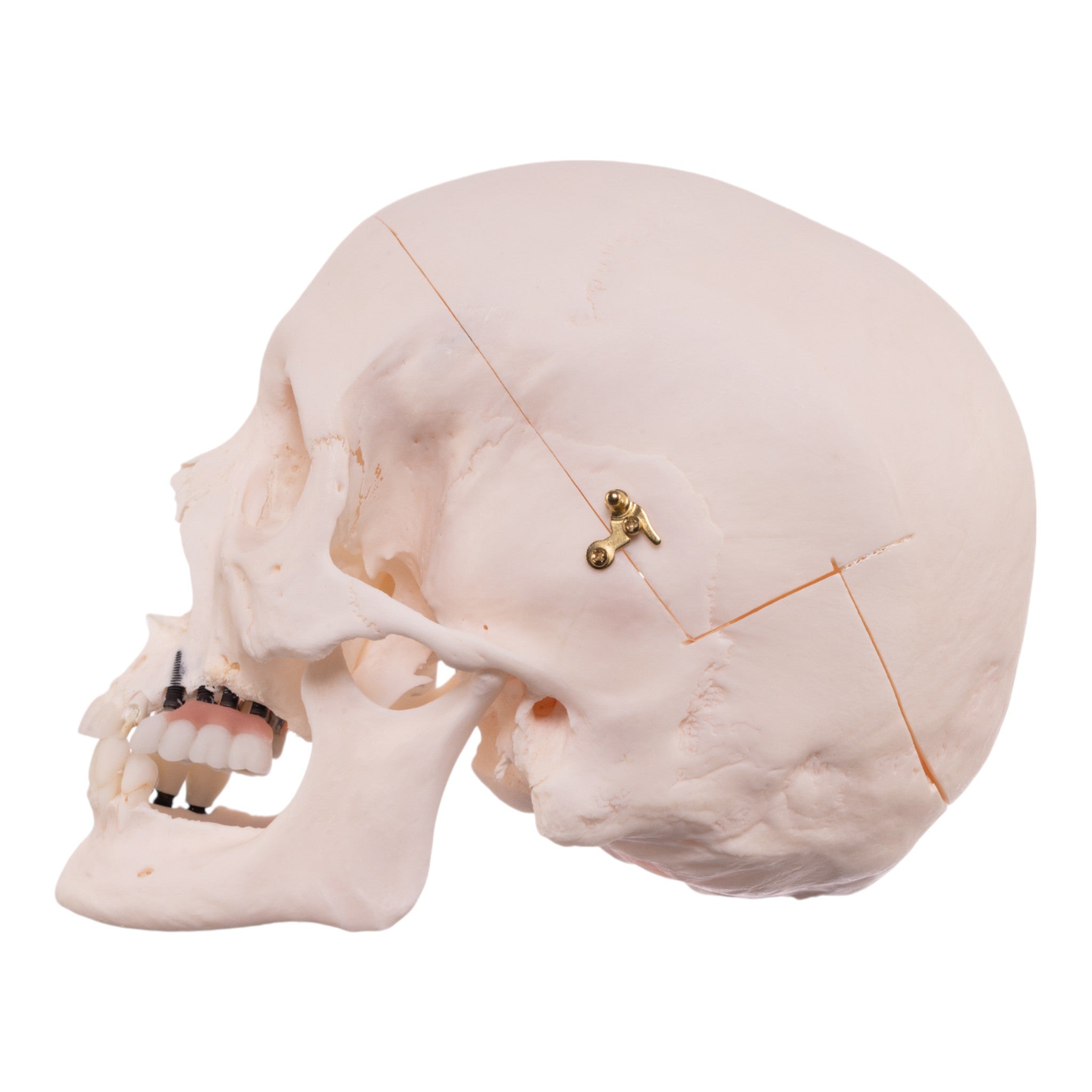 Authentic Human Skull Model for Medical Research, Anatomy Study & Halloween Decor - Perfect for Doctors, Students & Spooky Home Decor