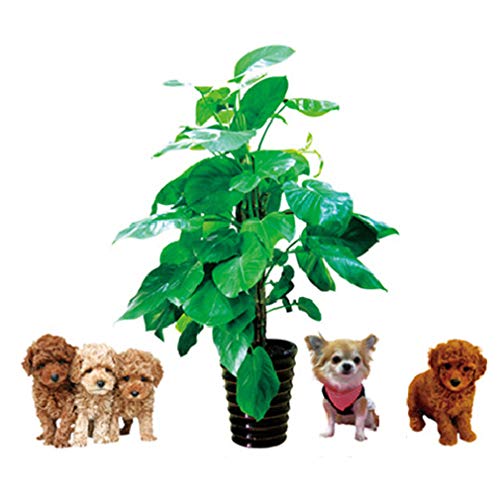 Lovely Pet Dogs Green Leaves Plant