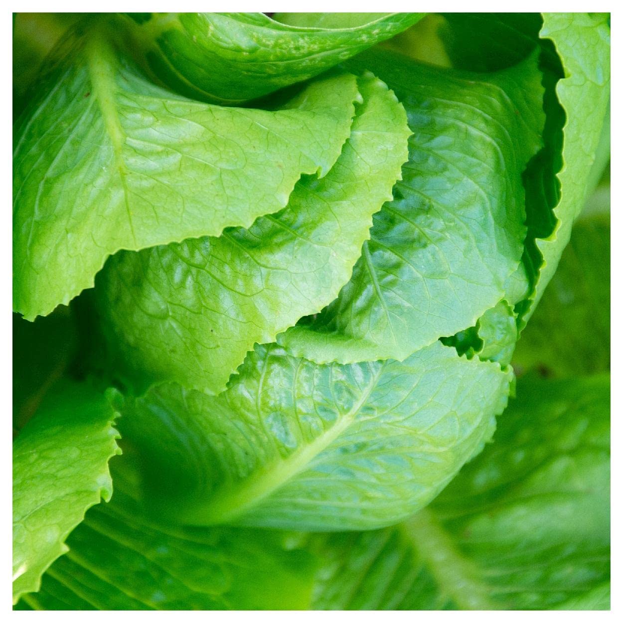 Organic Parris Island Cos Romaine Lettuce Seeds - 1 Lb Bulk Pack - Non-GMO Heirloom Seeds for Home Gardening & Hydroponics - Everwilde Farms Gold Vault Packaging