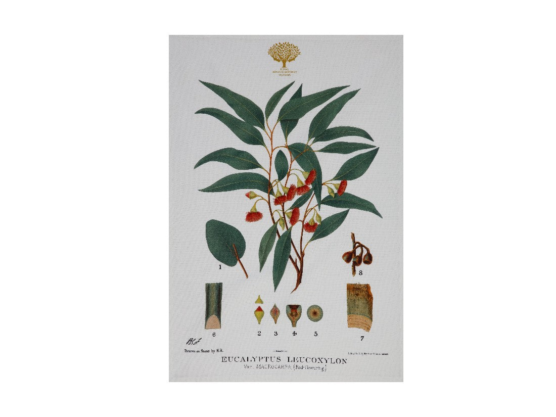 Maxwell & Williams Royal Botanic Garden Tea Towel 50x70cm - Floral Cotton Kitchen Towel with Flowering Gum Design - Perfect for Drying Dishes, Decorating Kitchen, and Gift Giving