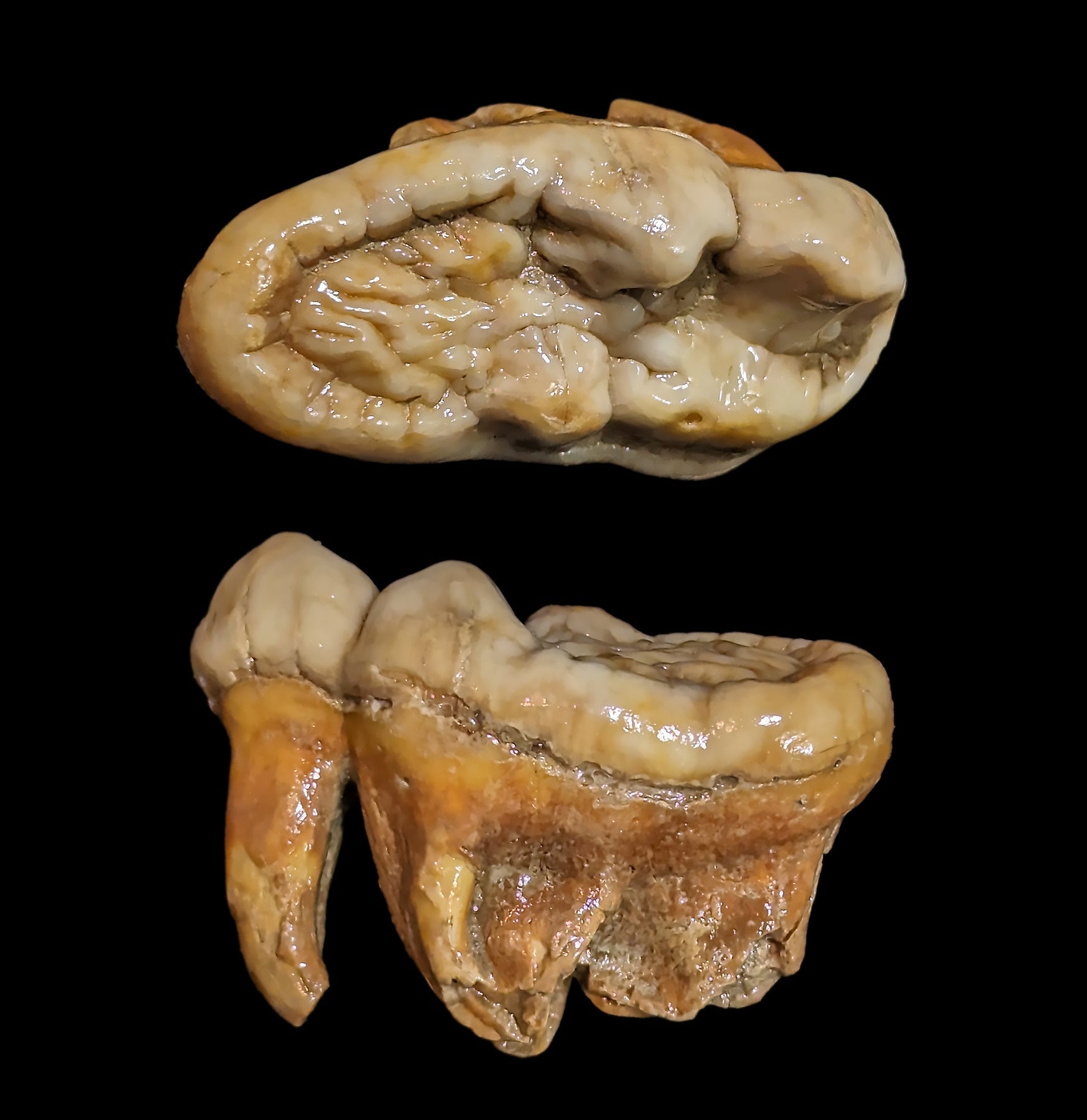 Authentic Fossilized Cave Bear Molar Tooth - Genuine Ice Age Relic for Collectors, Paleontology Study & Unique Home Decor