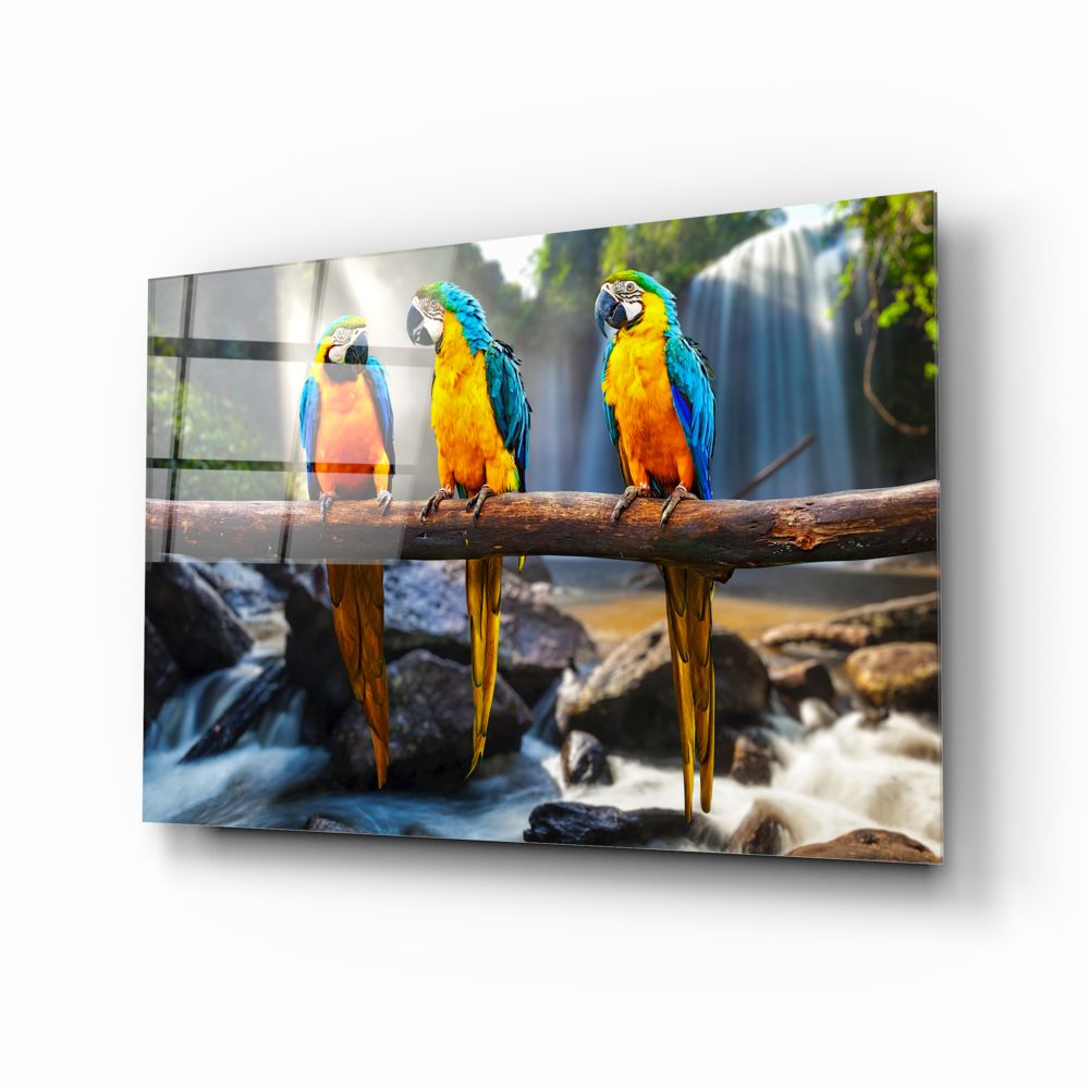 Colorful Talking Parrots for Sale - Live Pet Birds with Cage & Accessories - Perfect for Home Decoration, Gifts & Bird Lovers