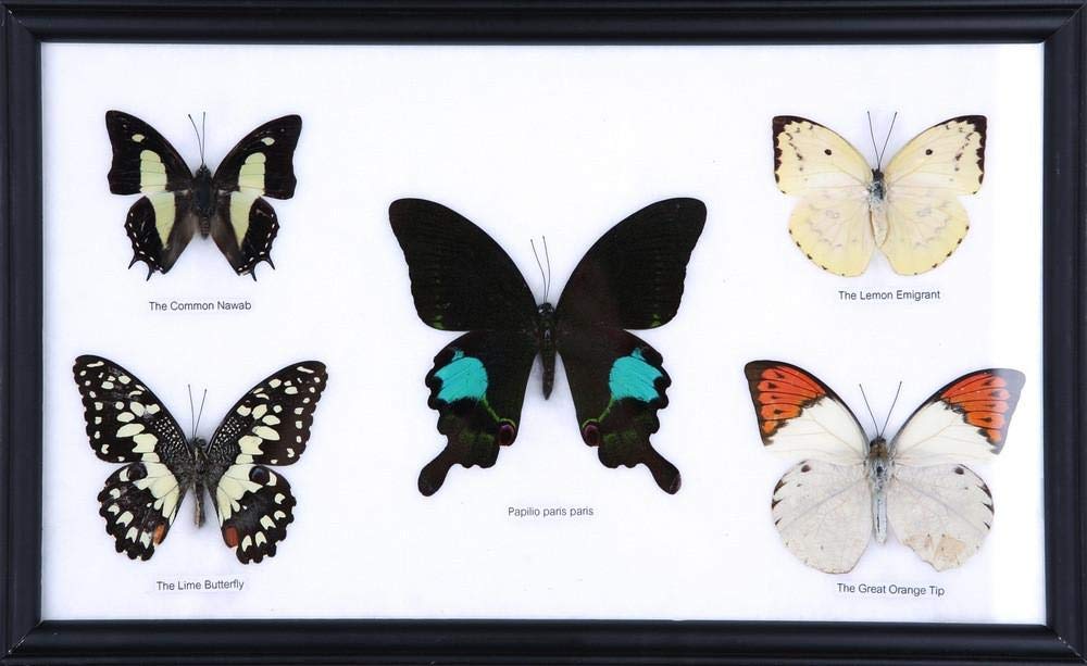 Beautiful Framed Butterfly Display - Handpicked Real Butterflies in Elegant Wall Frame | Perfect for Home Decor, Unique Gifts & Nature Lovers
