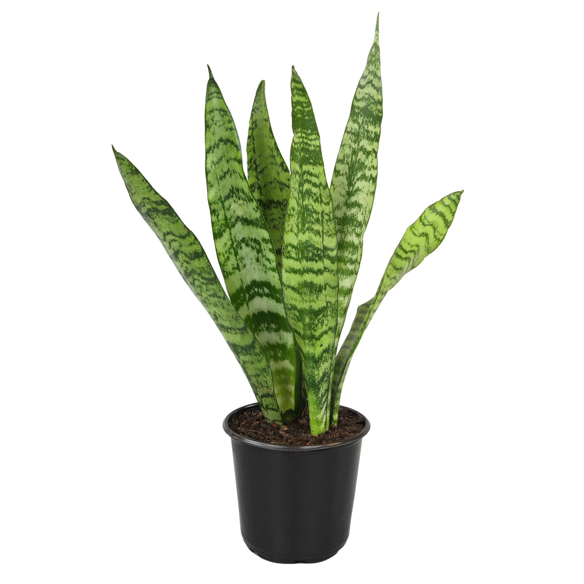 Variegated Snake Plant (Sansevieria Zeylanica) - 6