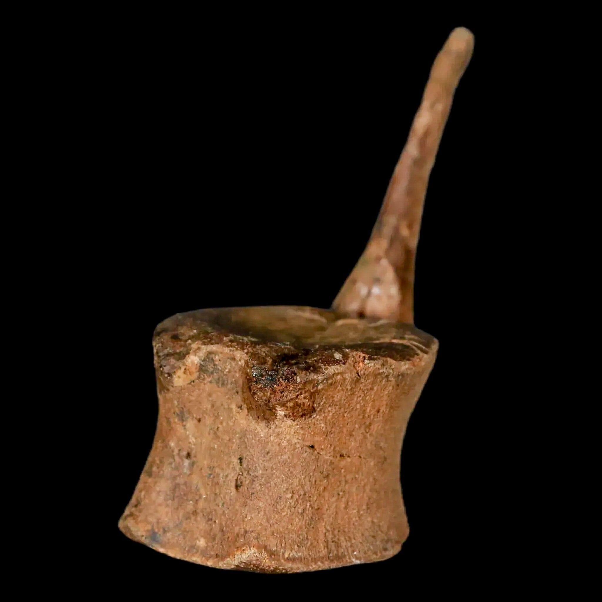 Authentic Brachylophosaurus Dinosaur Tail Vertebrae Fossil - Cretaceous Period Judith River Formation with COA - Perfect for Paleontology Collectors & Educational Displays