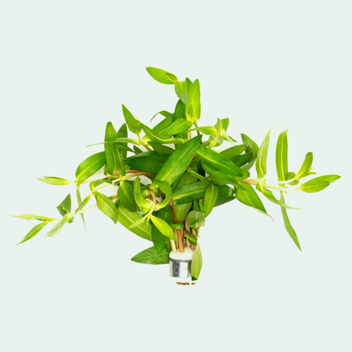 Nesaea Triflora Aquatic Plant for Freshwater Aquariums - Perfect for Aquascaping and Fish Tank Decoration