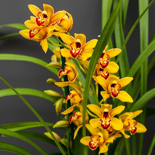 Live Cymbidium Orchid Plant - Ming Emperor Variety - Indoor/Outdoor Flowering Orchid for Home Decor, Office & Garden