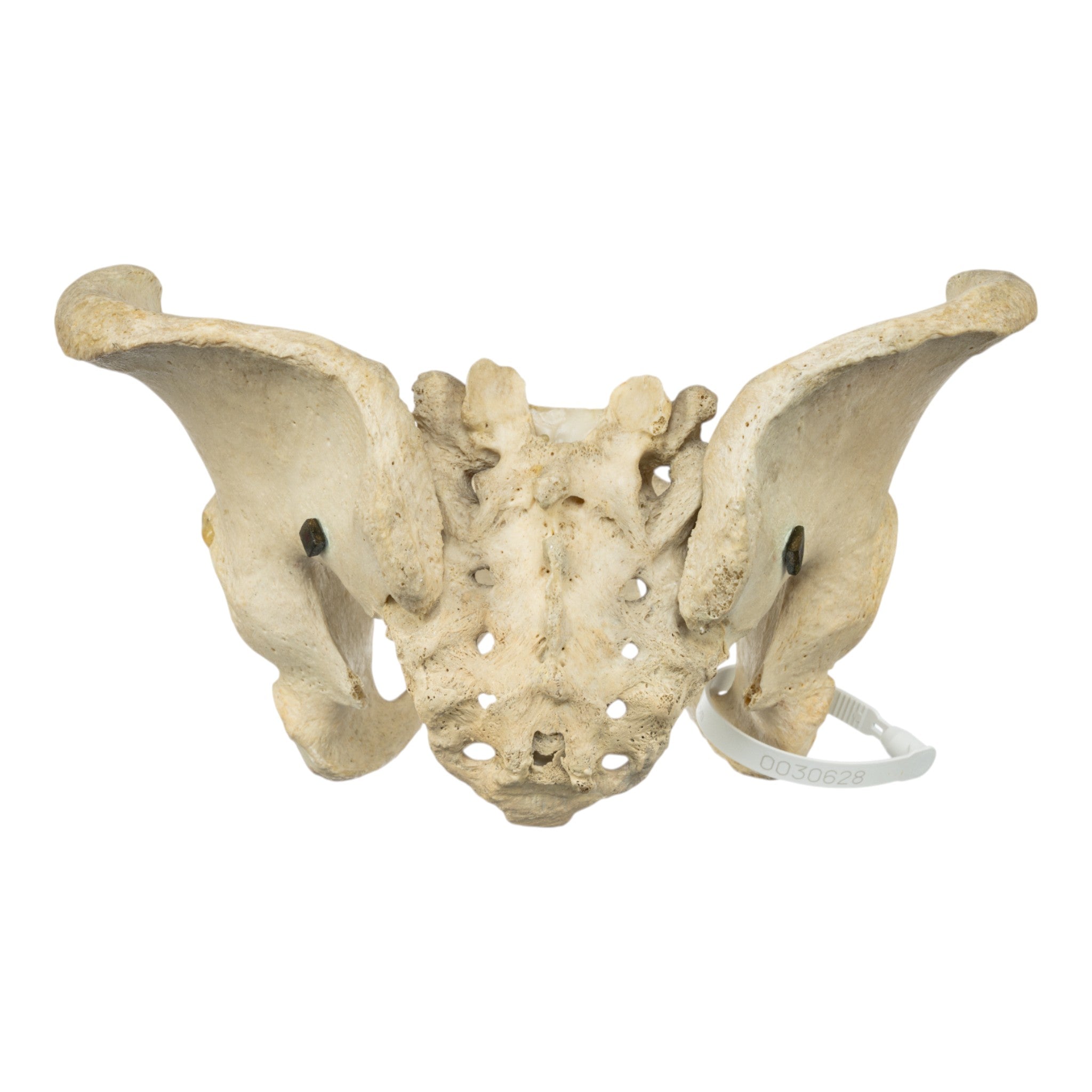 Real Human Pelvis and Sacrum Articulated - Anatomical Model for Medical Education, Study, and Display