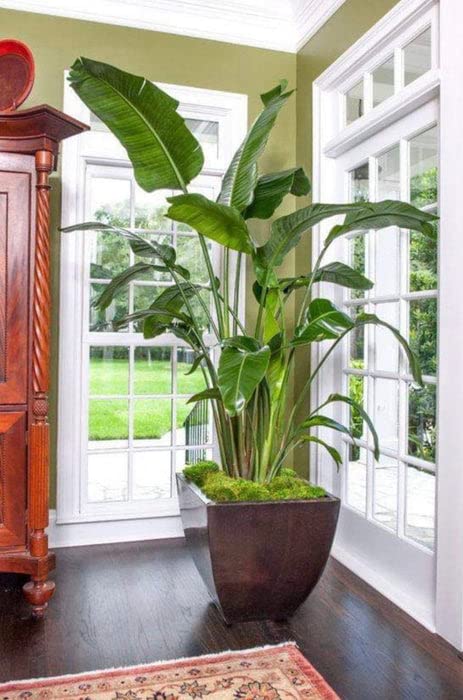 White Bird of Paradise Live Plants (Strelitzia Nicolai) - 30 Pack Tropical Rare Foliage Specimen for Indoor/Outdoor Decor, Office & Garden Landscaping