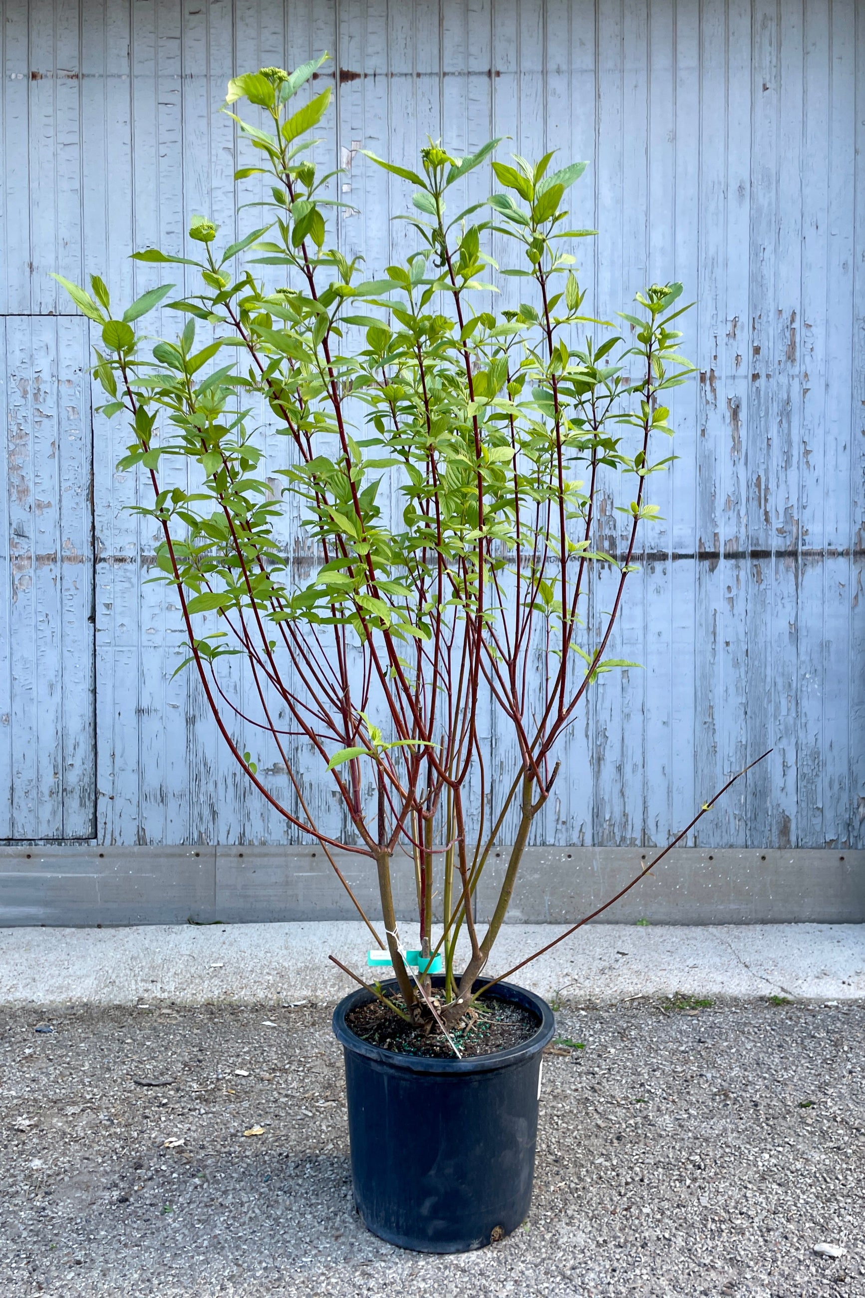 Red Twig Dogwood 'Baileyi' (Cornus sericea) - #5 Container Size | Vibrant Red Stems for Year-Round Garden Interest | Perfect for Winter Landscapes, Hedges & Erosion Control