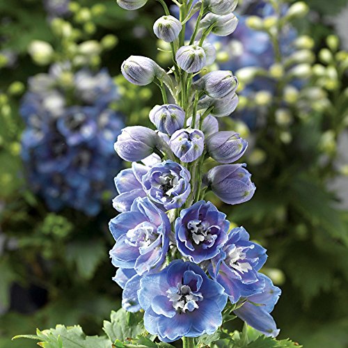Park Seed Delphina Light Blue White Bee Friendly Double Bloom Delphinium Seeds - Pack of 25 for Garden Planting, Pollinator Attraction & Cut Flower Arrangements