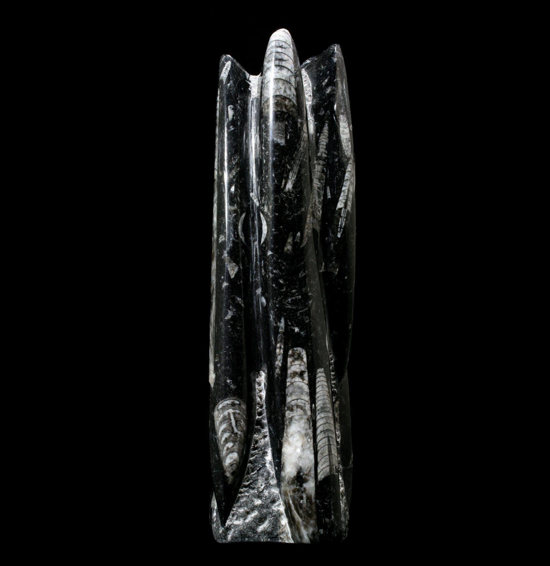 Orthoceras Fossil Stand - Premium Display Holder for Ancient Shell Fossils - Perfect for Home Decor, Office Desk, and Geology Enthusiasts