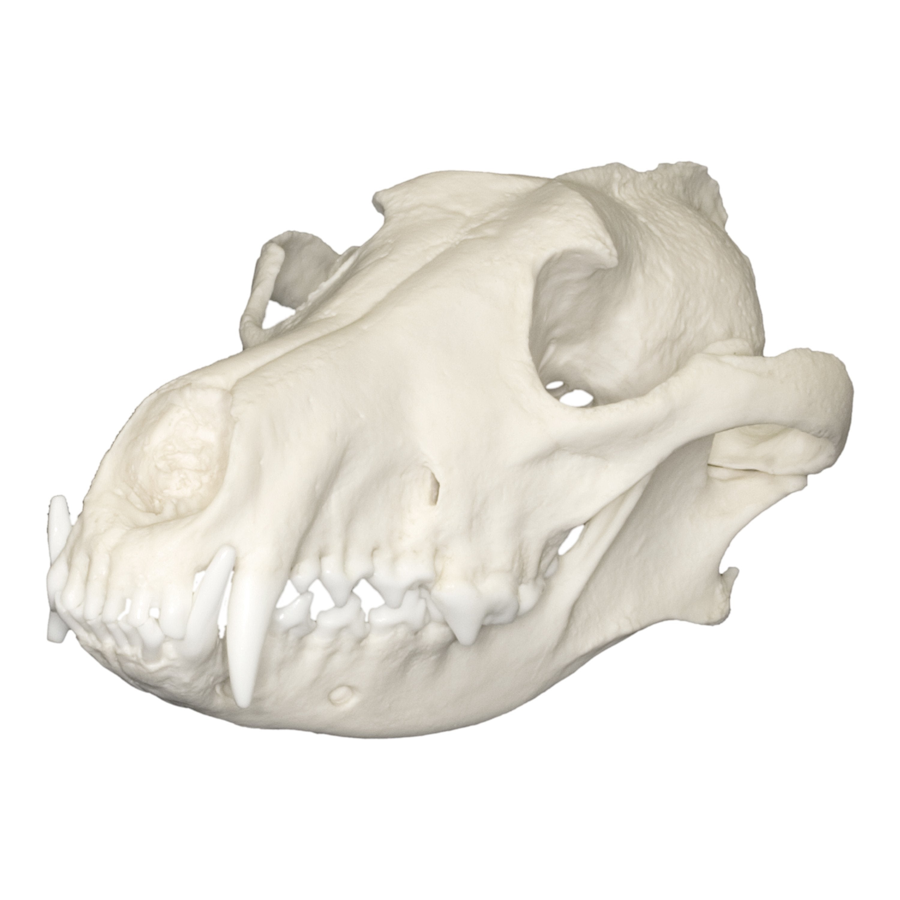 Authentic Replica Red Wolf Skull - Lifelike Animal Skull Decor for Halloween, Gothic Home Decor, or Educational Display