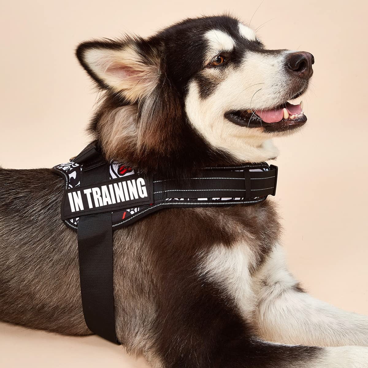 Dihapet No Pull Dog Harness - Adjustable Service Dog Vest for Training, Walking & Jogging - Comfortable Pet Vest for Small Medium Large Dogs - Perfect for Outdoor Adventures & Daily Walks
