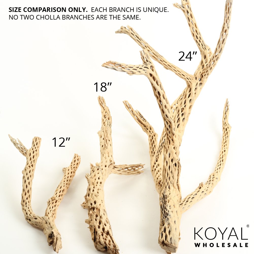 Koyal Wholesale 12 Inch Natural Cholla Wood for Aquarium & Terrarium - Perfect for Reptile Habitats, Fish Tanks, and Hermit Crab Decor