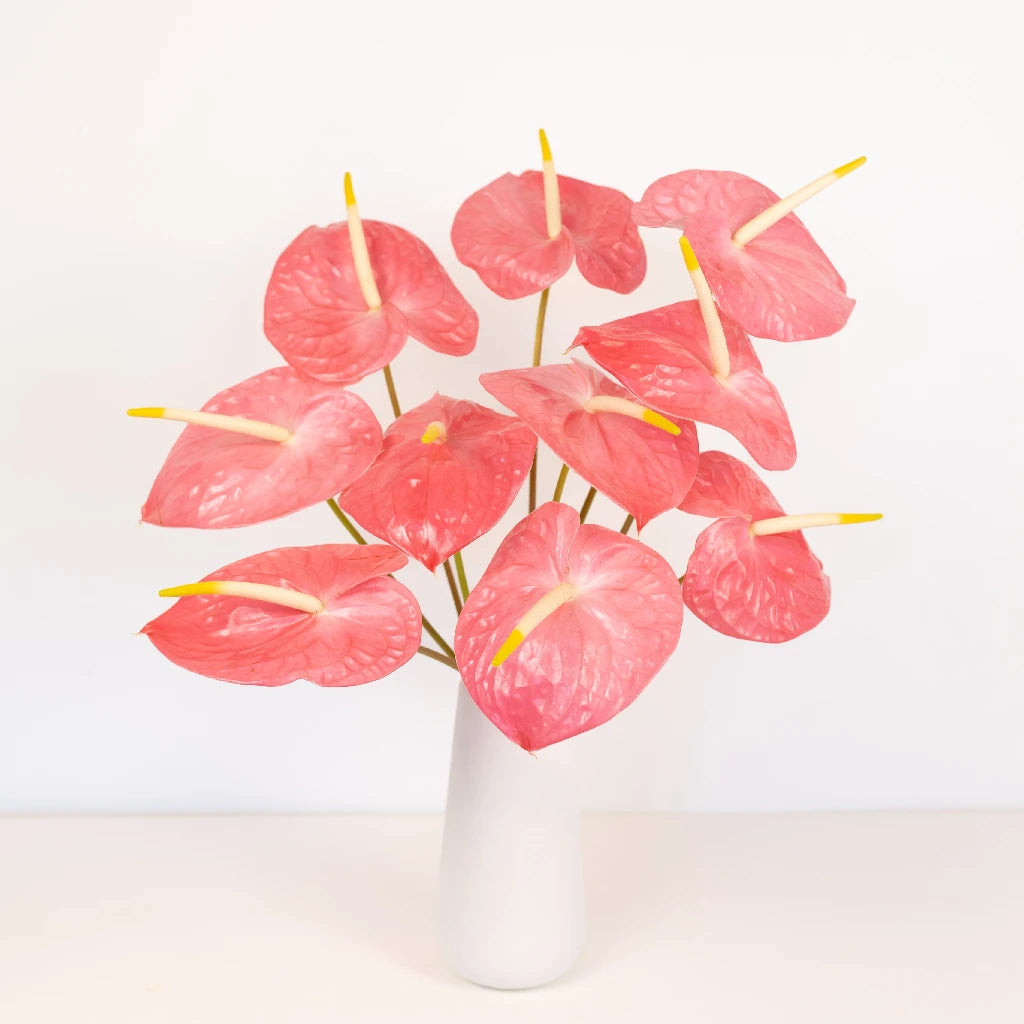 Anthurium Summer Crush Blush Tropical Flower - Live Exotic Houseplant for Home & Office Decor - Perfect for Gifts, Weddings, and Tropical-Themed Events