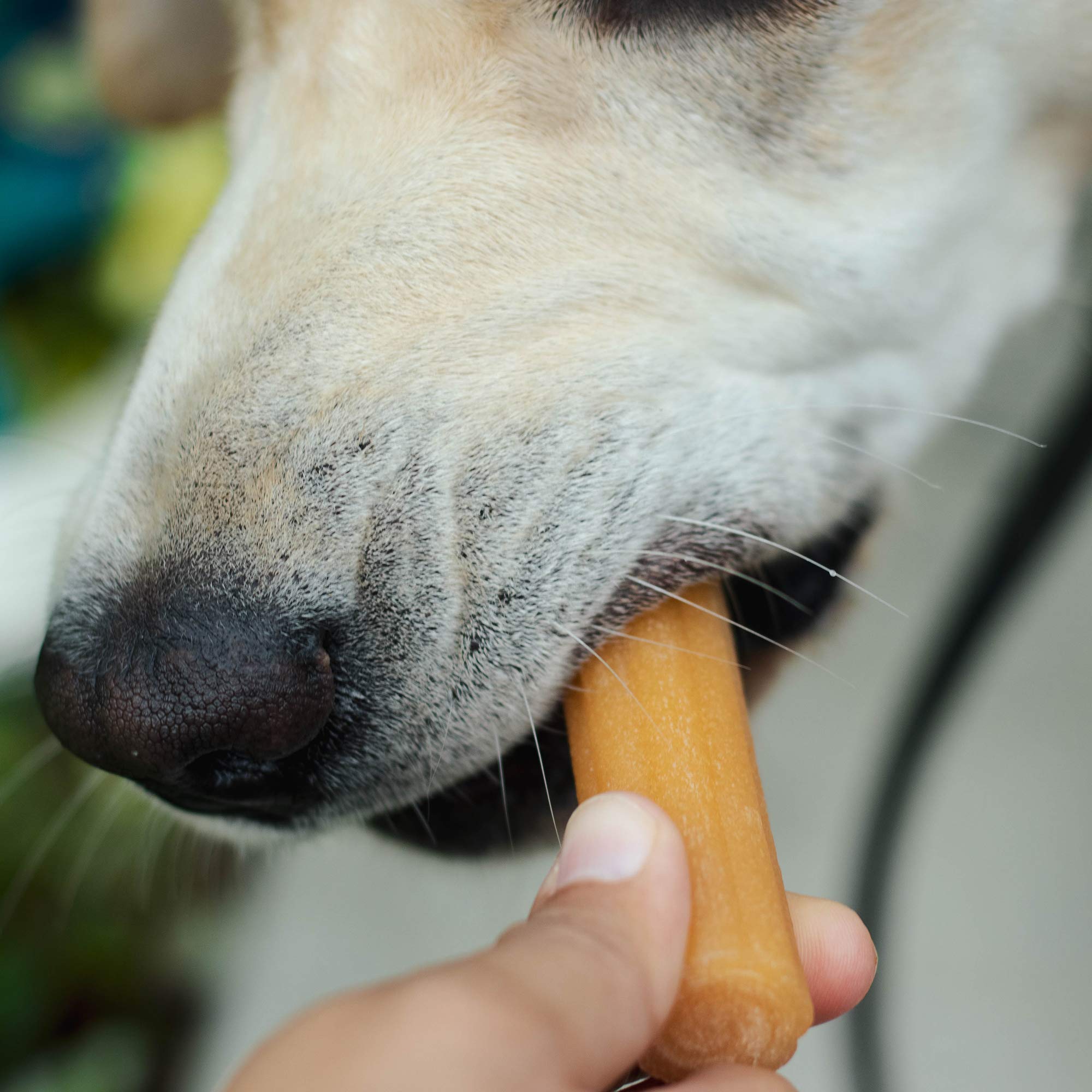 Yaky CHURRO Himalaya Cheese Dog Treats - Lactose Free, Gluten Free, Grain Free, Made in USA - All Natural Chews for Small, Medium & Large Breeds - 4 Cheese Flavored CHURROs per Pouch - Perfect for Training Rewards & Dental Health