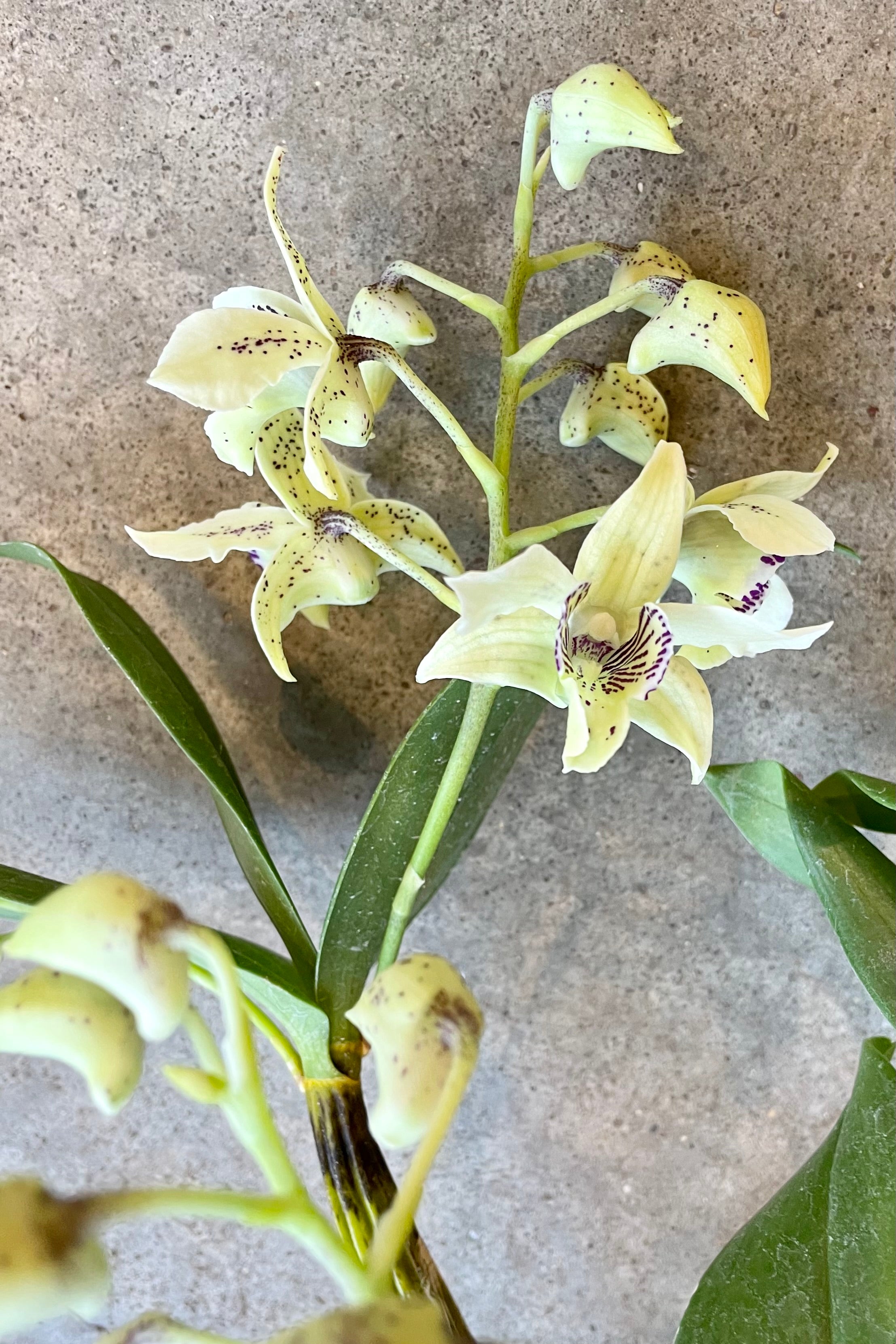 Premium Dendrobium Orchid Plants - 5 Pack Live Orchids for Home Decor, Gifts & Office Plants | Easy to Grow Indoor Flowers for Housewarming, Wedding & Special Occasions