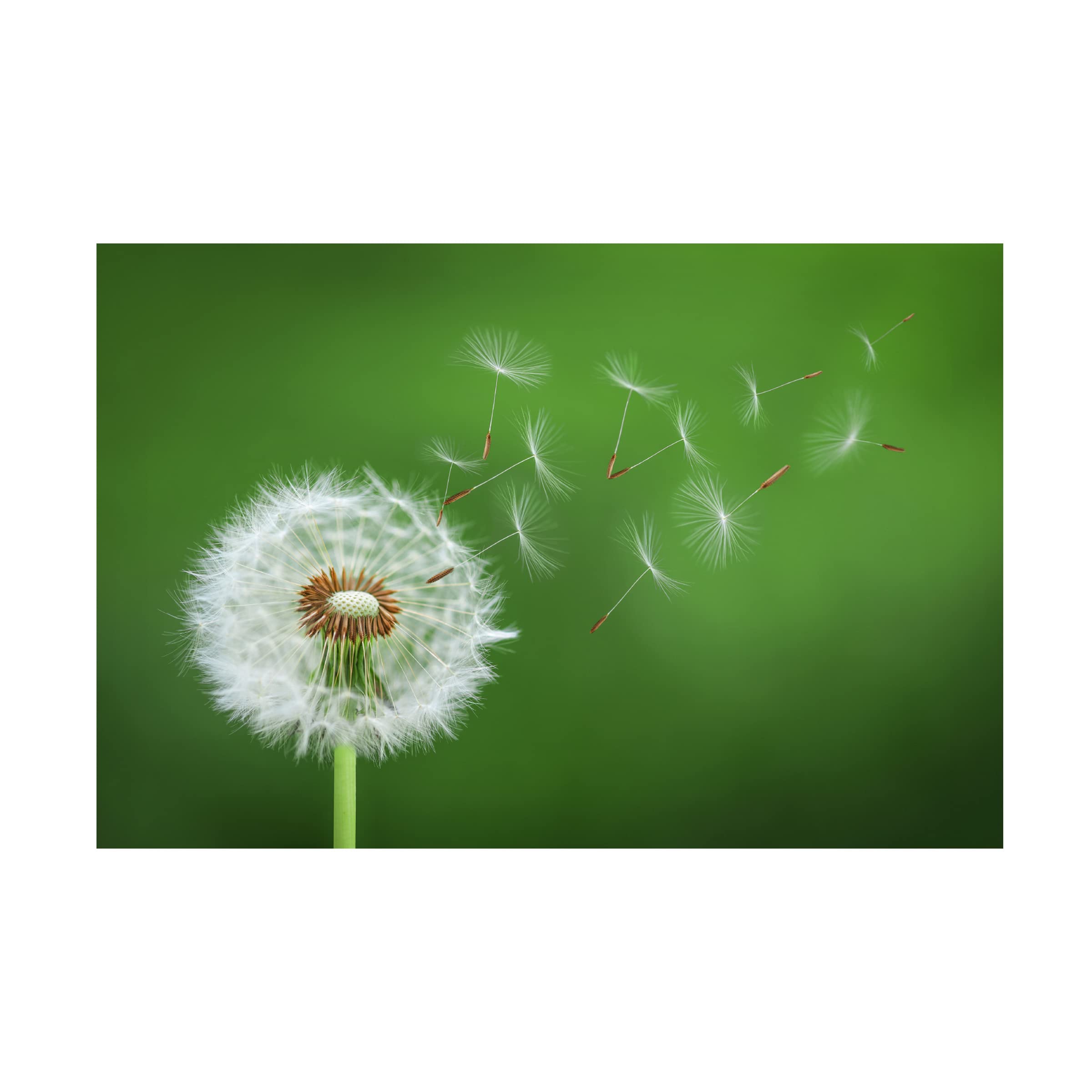 Bess Hamiti 'Dandelion Blowing 2' Canvas Wall Art Print - Modern Home Decor for Living Room, Bedroom & Office - Handmade Floral Botanical Painting