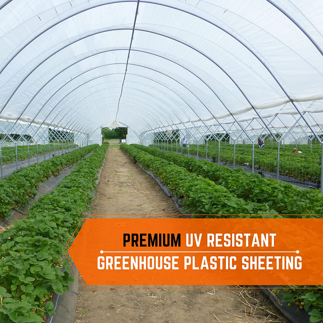 Premium Clear Greenhouse Plastic Sheeting - 8 mil Thick, 50' x 25' - UV Resistant Polyethylene Film for Gardening, Farming & Agriculture - Ultra Durable 4-Year Protection - Ideal for Greenhouses, Plant Tunnels, Crop Covers & Seasonal Protection