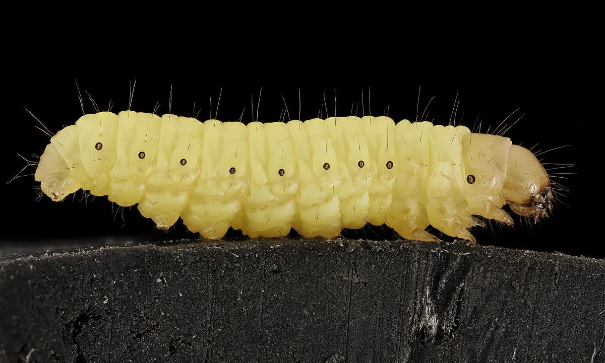 5000 Live Waxworms/Bee Moths in 20 Cups - Premium Fishing Bait, Reptile Food for Lizards & Bearded Dragons, Bird & Zoo Animal Feed - Ideal for Fishing Trips, Pet Reptile Care & Wildlife Rehabilitation Centers