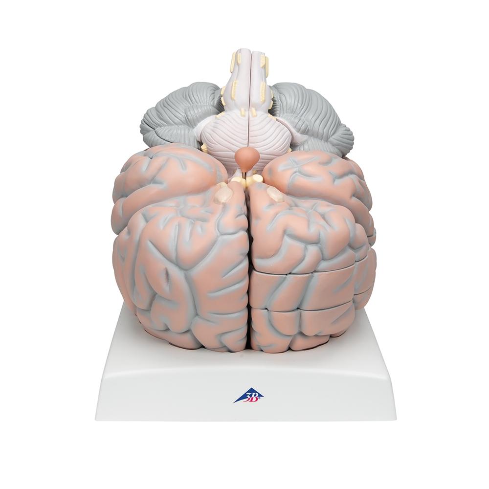 Giant Brain Model - 2.5X Full Size with 14 Detachable Parts | Anatomy Learning Tool for Medical Students & Science Enthusiasts | Perfect for Classroom, Lab & Home Study