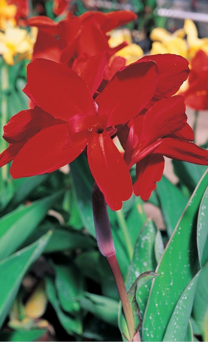 Premium Canna Stras Mix Bulbs (2 Pack) - Fast Growing Rhizomes with 2-3 Eyes - Heat & Humidity Resistant Plants for Tropical Gardens, Poolside Landscaping & Vibrant Outdoor Decor