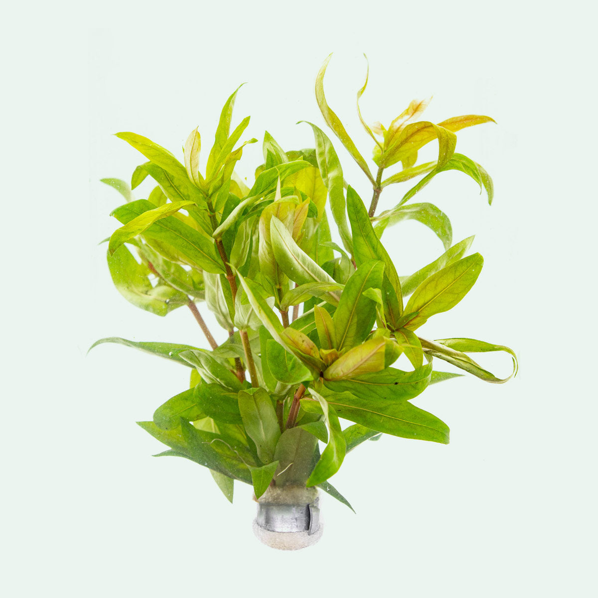 Nesaea Crassicaulis Aquatic Plant for Freshwater Aquariums | Live Aquarium Plants for Fish Tanks | Perfect for Aquascaping and Natural Habitat Setup