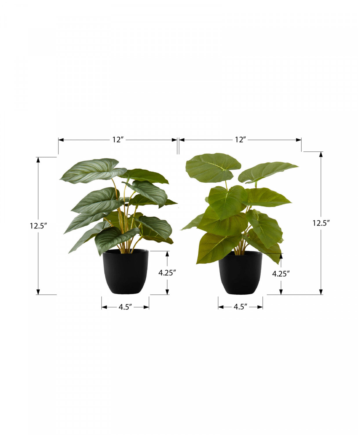 Epipremnum Aureum (Pothos) Live Plant - Set of 2 with 4 Black Pots - Low Maintenance Indoor Houseplant for Home, Office Decor & Air Purification