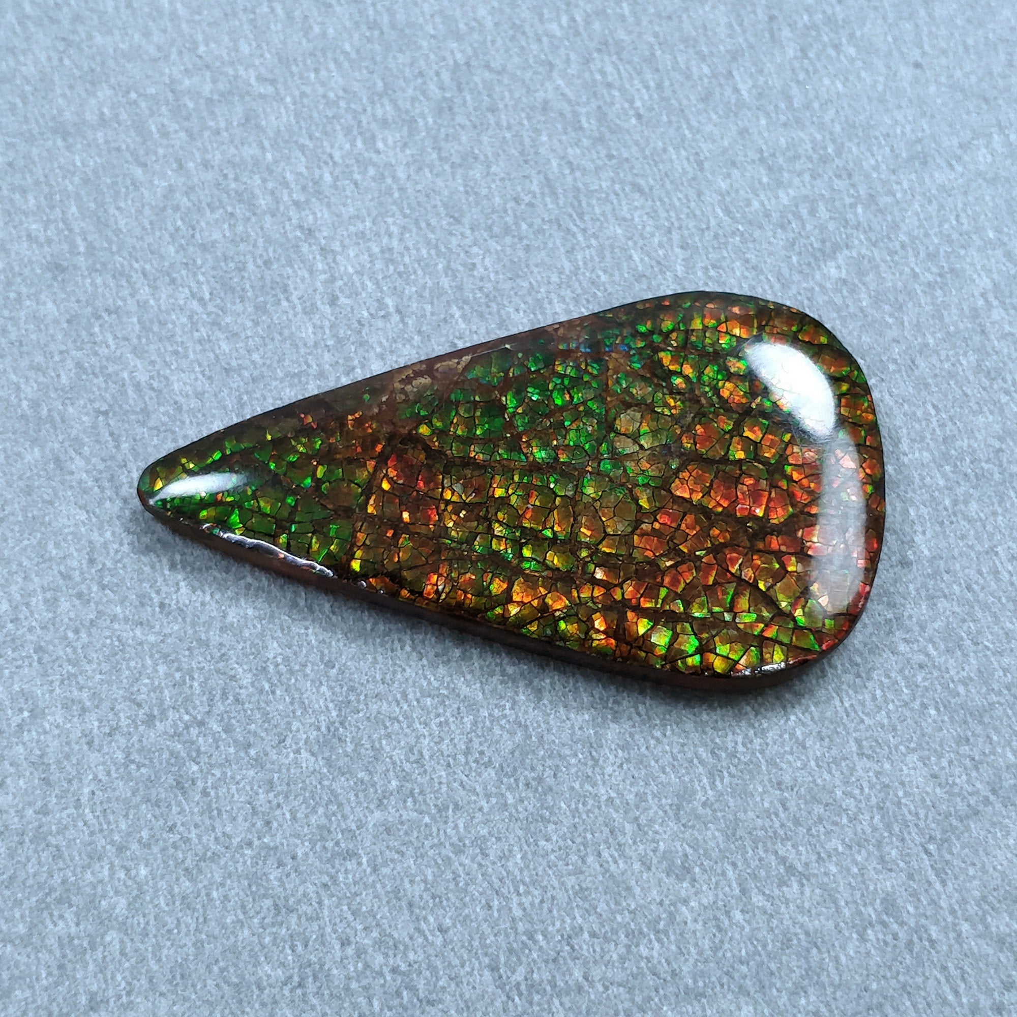Natural Ammolite Gemstone Cabochon - 19.00cts Bi-Color Fossilized Shell Pear Shape (35x19mm) | Jewelry Making, Pendant, Ring Setting | With Authenticity Video