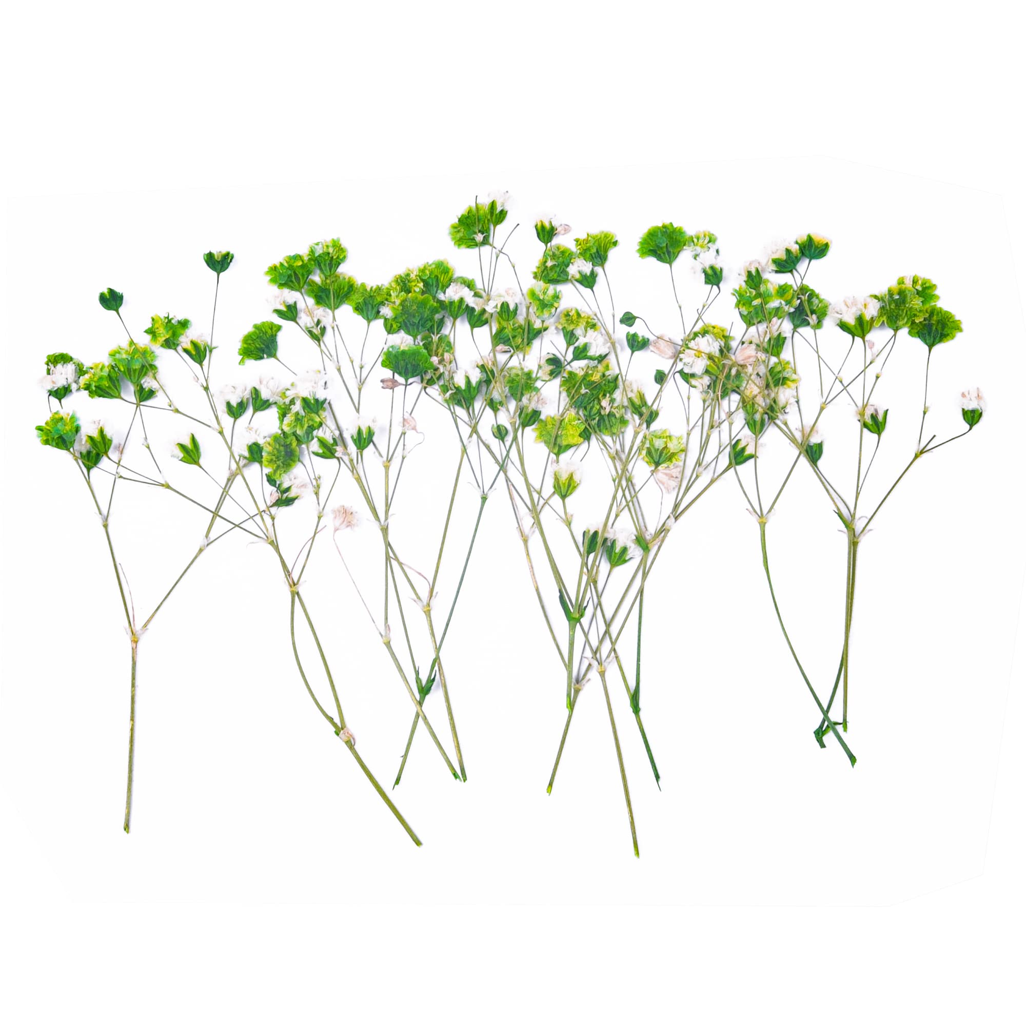 36PCS Natural Green Dried Baby's Breath Flowers for Resin Art, Scrapbooking, DIY Candles & Jewelry Making - Pressed Floral Decor for Home, Wedding, and Craft Projects