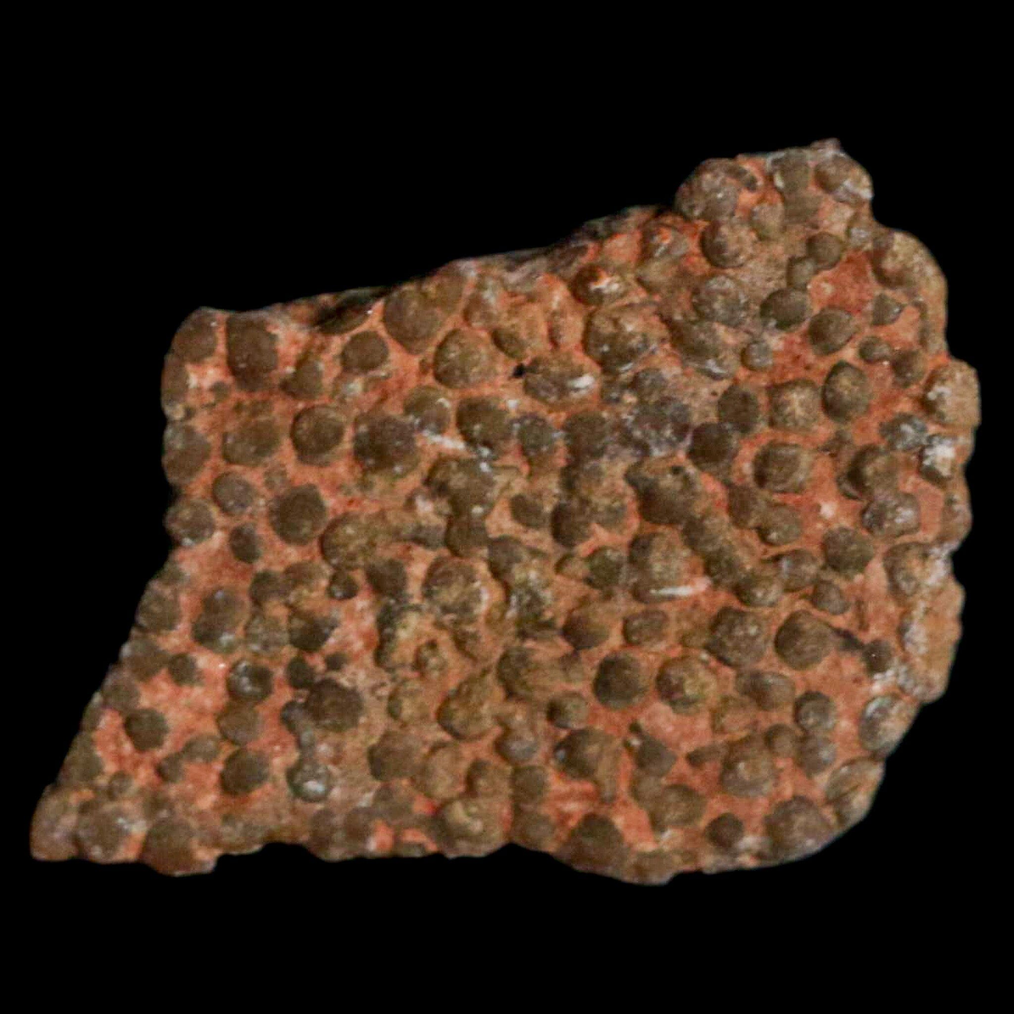 Authentic 0.5 Megaloolithus Titanosaur Dinosaur Fossil Egg Shell from Bouches-du-Rhône, France - Rare Collector's Item for Museum Display & Paleontology Enthusiasts | Perfect for Educational Exhibits, Home Decor, and Science Classroom Specimens