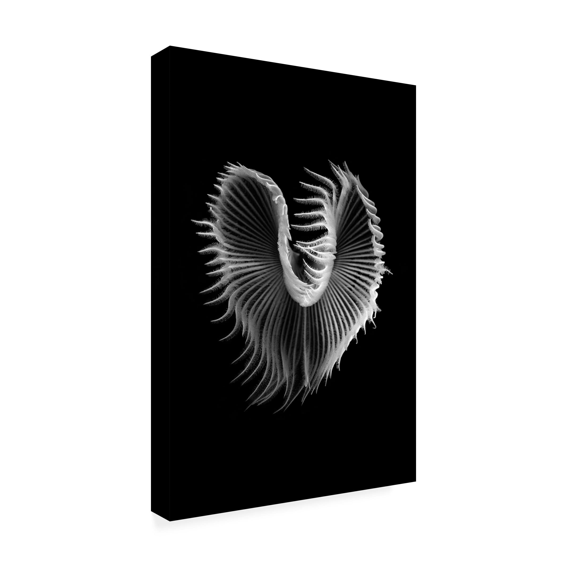 Trademark Fine Art 'Heart' Canvas Wall Art by Flavio Matteucci - Romantic Home Decor for Living Room & Bedroom