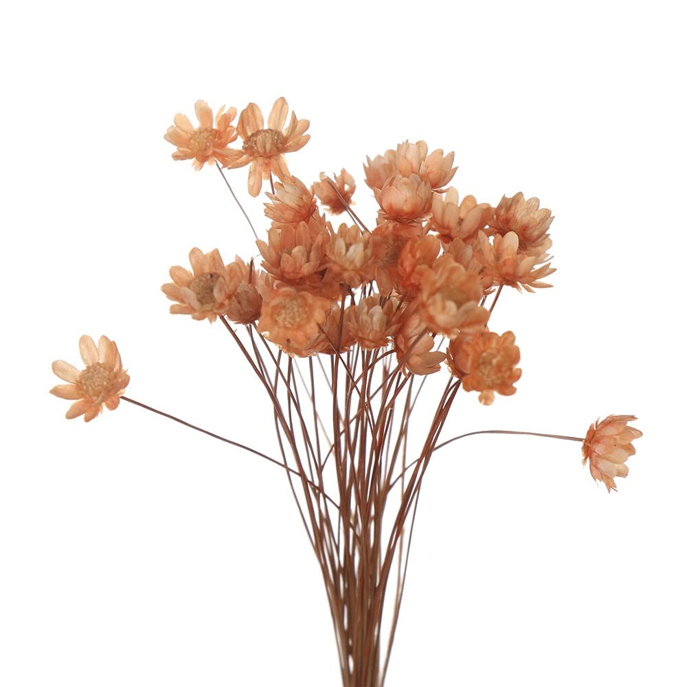 30pcs Small Star Mini Daisy Dried Flowers for DIY Crafts, Home Decor, Wedding Bouquets - Natural Plants Floral Arrangement (Color: A, Size: 1pc) | Perfect for Scrapbooking, Gift Wrapping & Table Centerpieces