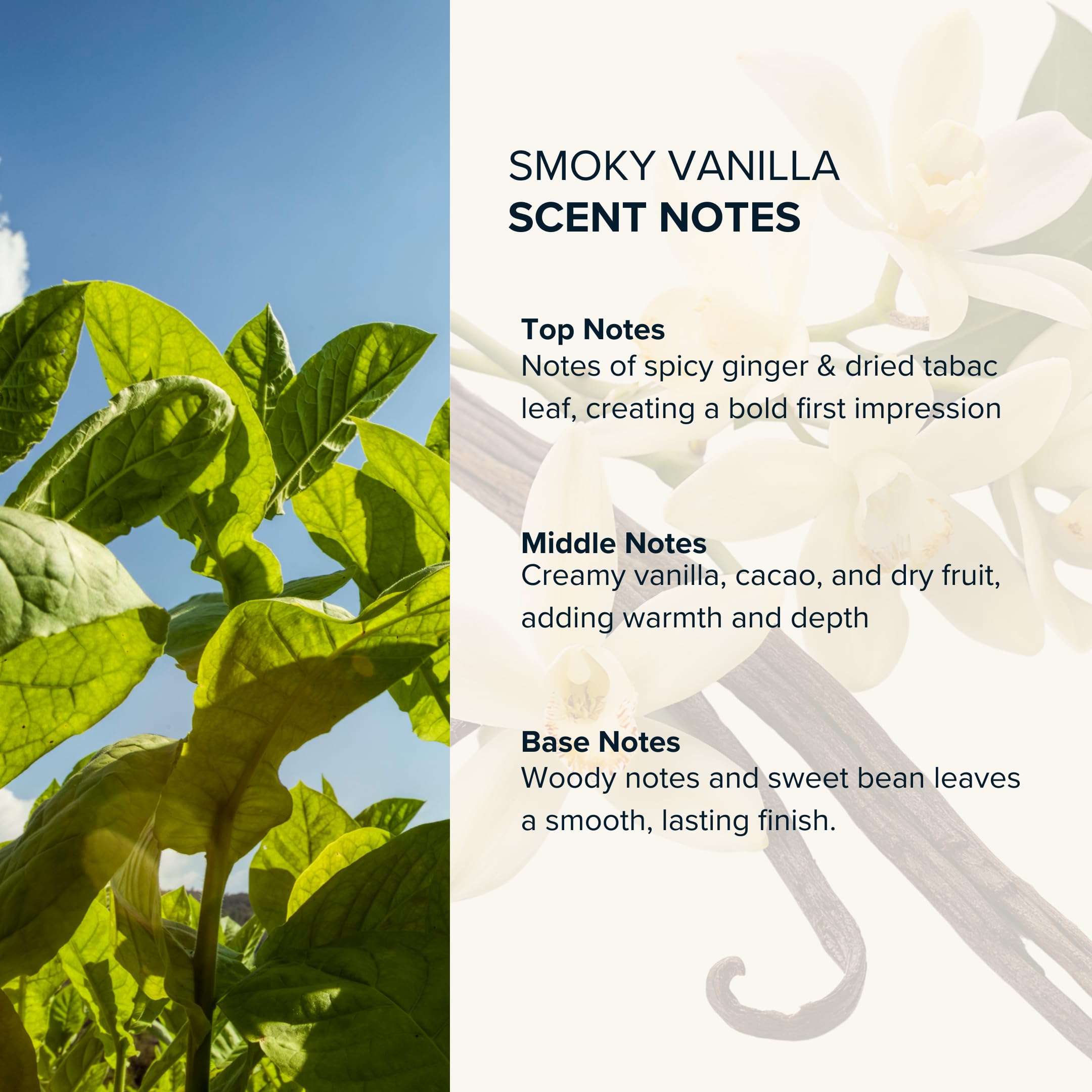 Anthology Smoky Vanilla Perfume Oil Roll On 9ml - Spicy Ginger & Vanilla Scented Long-Lasting Fragrance | Travel Size Rollerball Perfume | Perfect for Daily Wear, Date Nights & Gifts