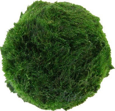 Dennerle Aegagropila linnaei Moss Ball (3 Pack) - Natural Aquarium Decor for Betta Fish, Shrimp Tanks & Low-Light Aquascaping - Perfect for Freshwater Planted Tanks & Zen Water Gardens