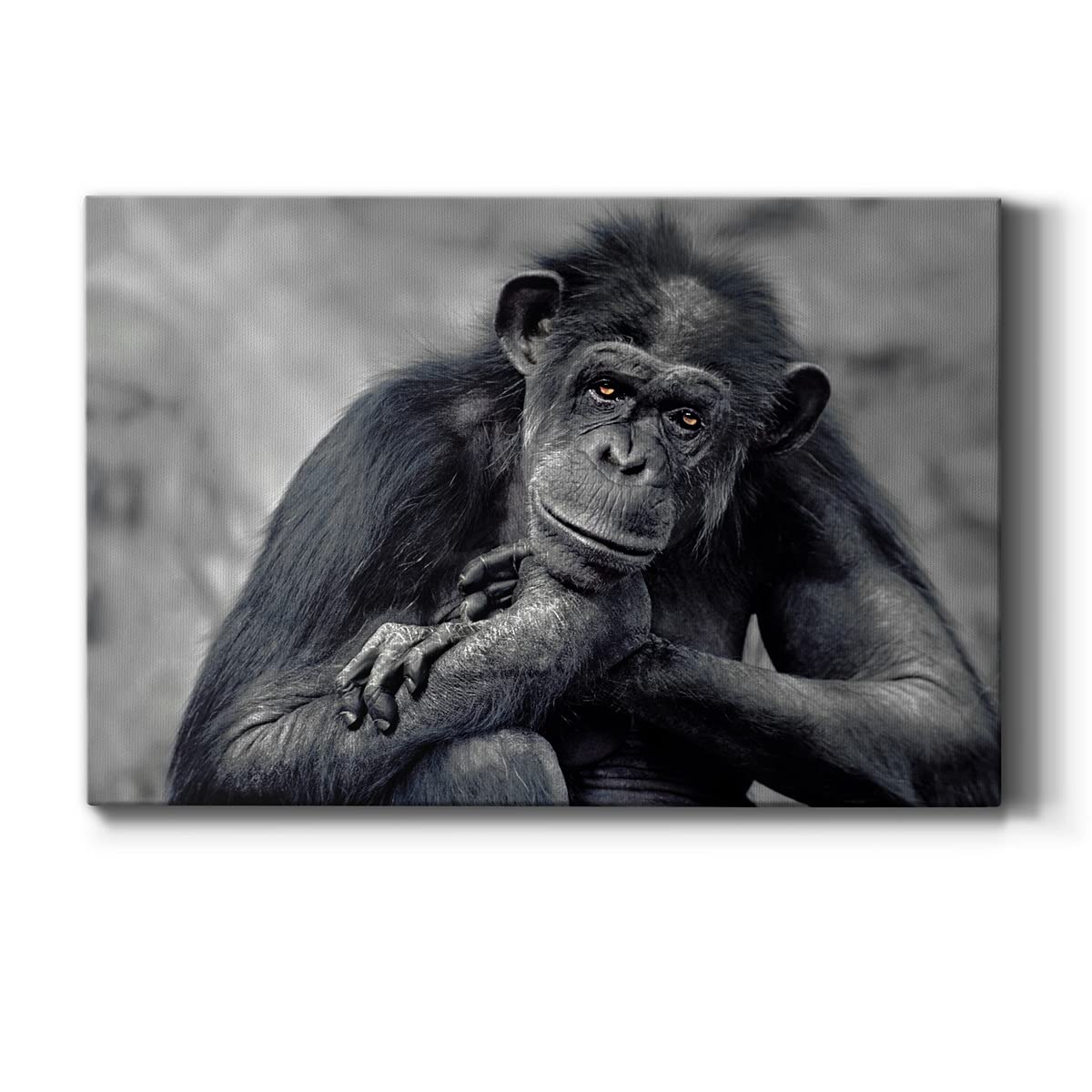 Captivating Monkey Canvas Wall Art - Modern 24