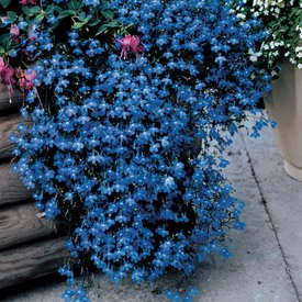 Lobelia Fountain Blue Flower Seeds - 3,000 Count for Beautiful Garden Landscaping | Perfect for Borders, Containers & Hanging Baskets by Seed Kingdom