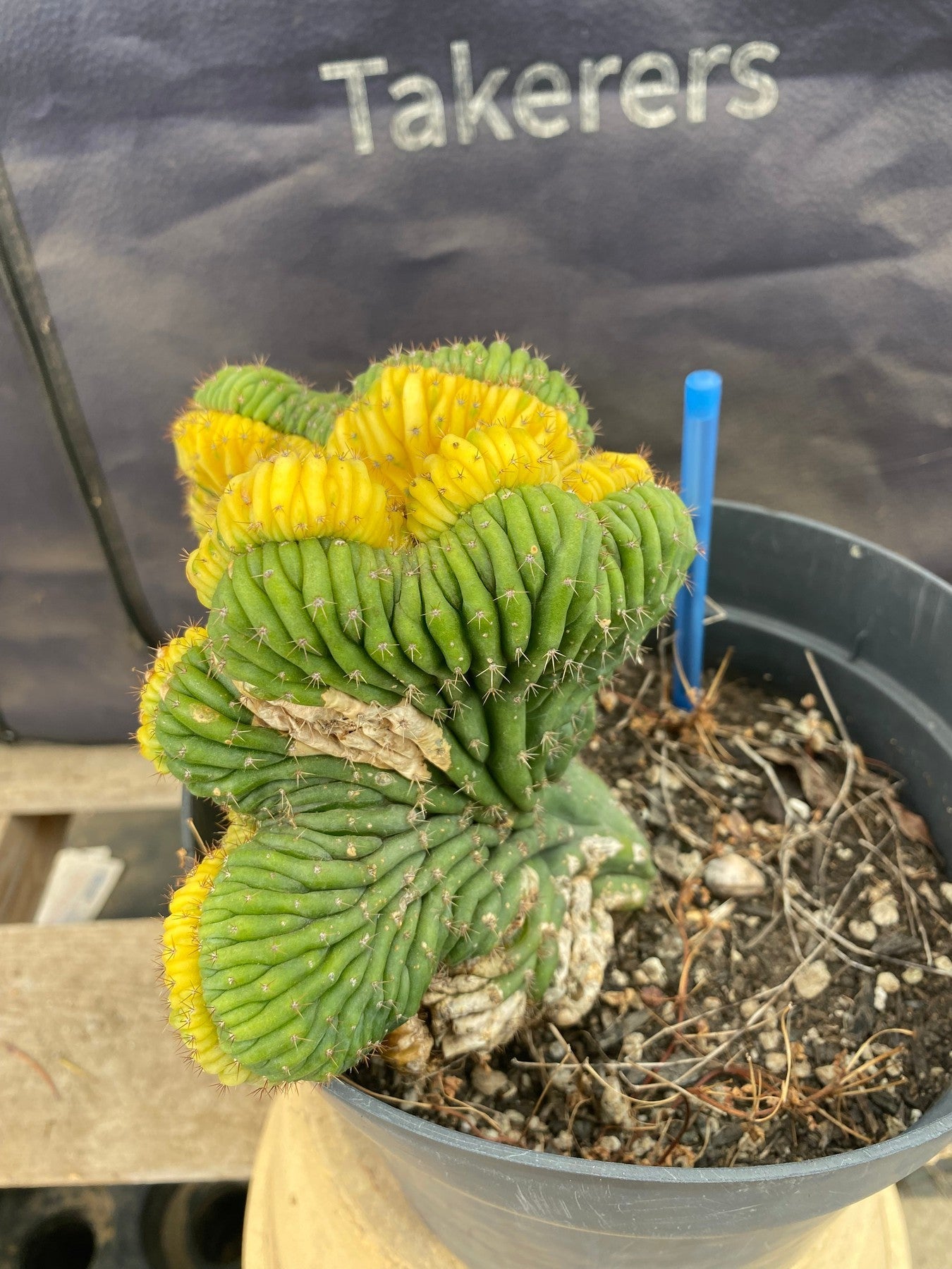 Variegated Crested Trichocereus Pachanoi Cactus #EC131 - Rare Succulent for Home Decor, Office Desk & Zen Garden