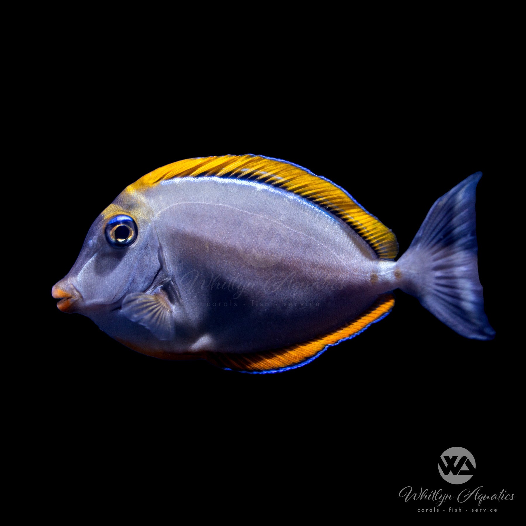 Blonde Naso Tang (Naso elegans) - Saltwater Aquarium Fish for Reef Tanks | Marine Fish for Coral Tanks & Saltwater Aquascaping